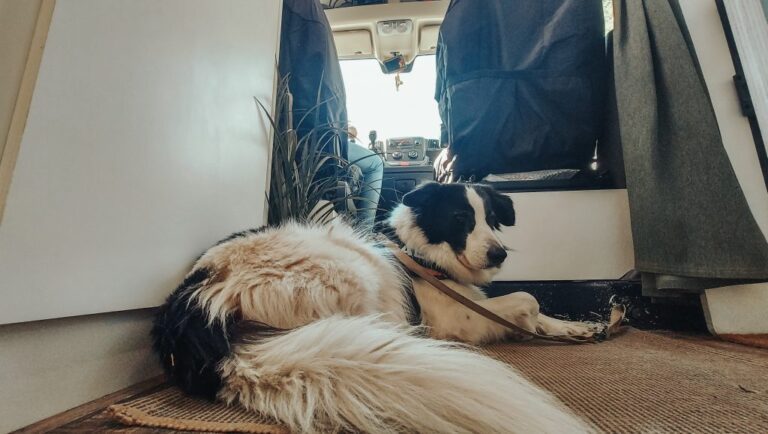 Cómo llevar un perro en una furgoneta de tres plazas