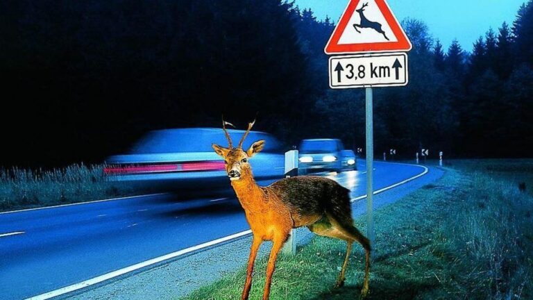 Qué hacer si tienes un accidente con un animal