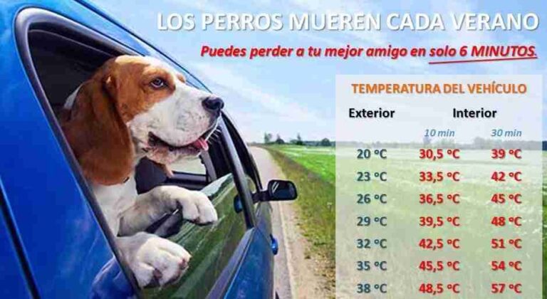 ¿Se puede dejar un perro en el coche en invierno?